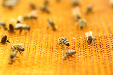 Working bees in honeycombの写真素材