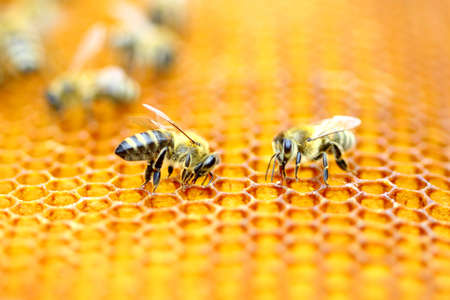 Bees in honeycombの写真素材