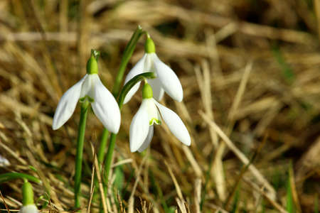 Snowdropsの写真素材