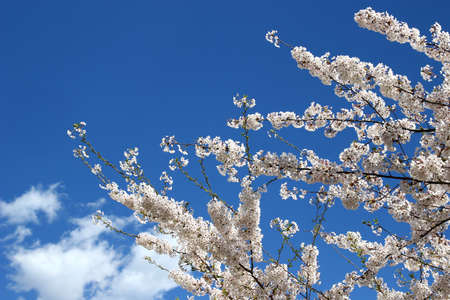 Spring blossom of cherry treeの写真素材