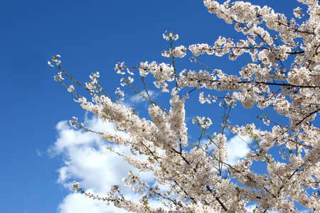 Spring in garden