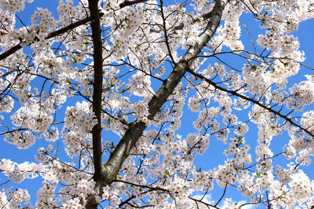 Spring blossom of cherry treeの写真素材