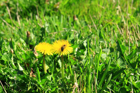 Bee on dandelionの写真素材