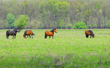 Horses in natureの写真素材
