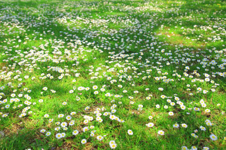 Daisiesの写真素材