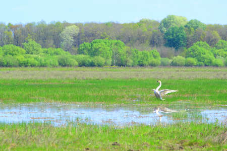 Swan posingの写真素材