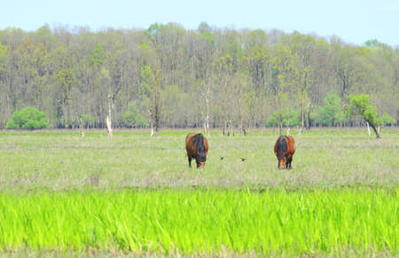 Horses on farmの写真素材