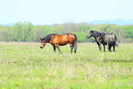 Horses on farmの写真素材