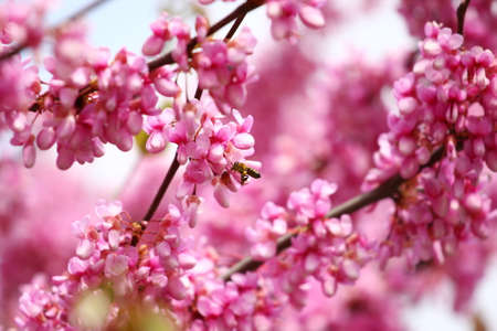 Pink blossom tree in springの写真素材
