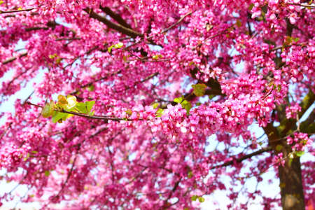 Pink flowers on tree in springの写真素材