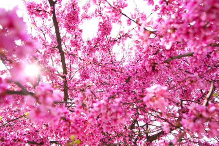 Sunbeam through the branches of pink blossom treeの写真素材