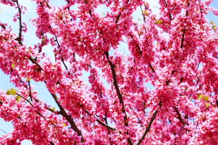 Pink blossom tree