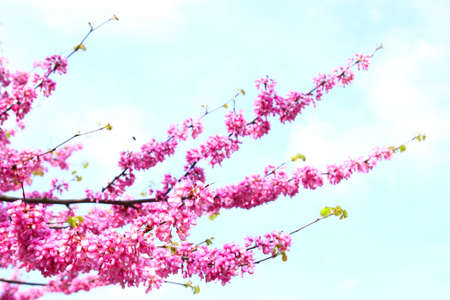 Pink flowers of blossom treeの写真素材