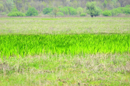 Green meadow in springの写真素材