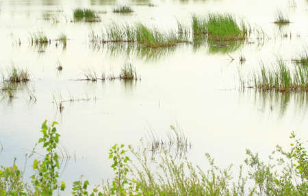 Plants in swampの写真素材