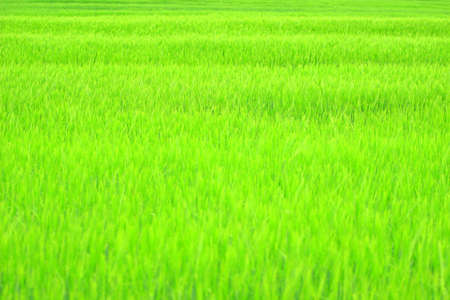 Green agriculture fieldの写真素材