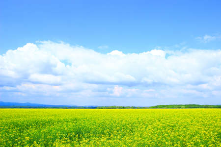 Agriculture landscape, blue sky with clouds in backgroundの写真素材