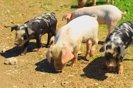 Pigletsの写真素材