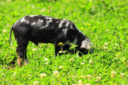 Pigletの写真素材