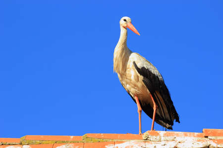 Stork on house roofの写真素材