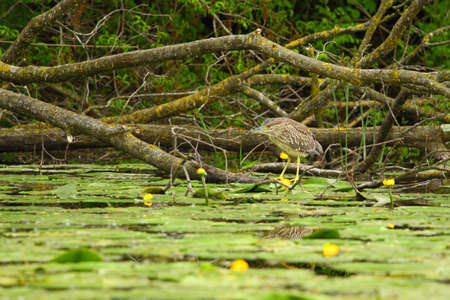 Bird hunting food