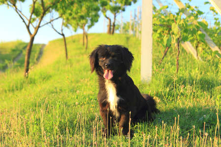 cute little dogの写真素材