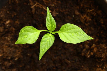 Chili pepper growthの写真素材