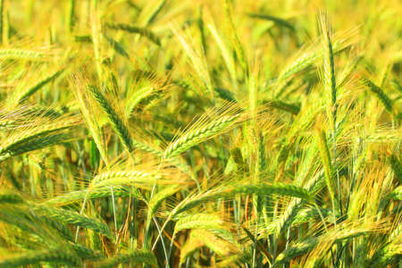 Wheat earsの写真素材