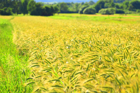 Wheat fieldの写真素材