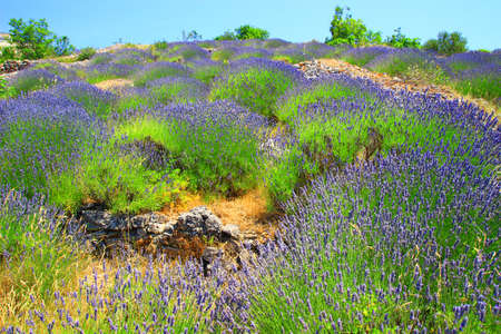 Lavender field on Island Hvar in Croatiaの写真素材