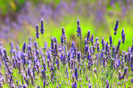 Lavender field on Island Hvar in Croatiaの写真素材