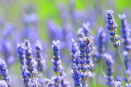Lavender field on Island Hvar in Croatiaの写真素材