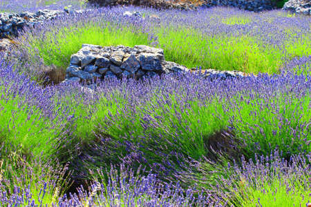 Lavender and dry stone, Island Hvar, Croatiaの写真素材