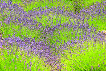 Lavender field on Island Hvar in Croatiaの写真素材