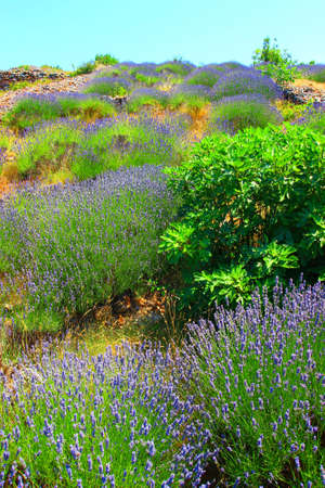 Lavender fieldの写真素材