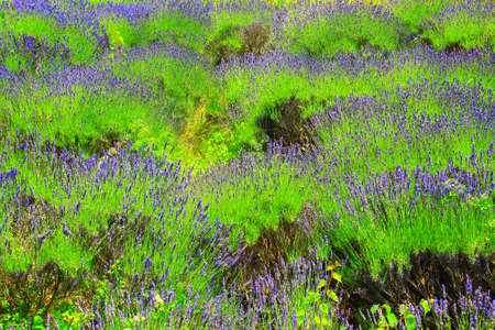 Lavender field on Island Hvar in Croatiaの写真素材