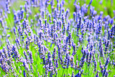 Lavender field on Island Hvar in Croatiaの写真素材