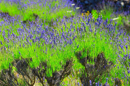 Lavender field on Island Hvar in Croatiaの写真素材