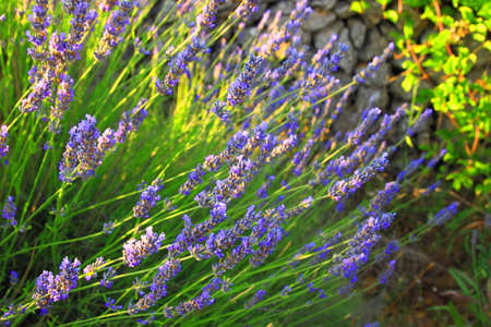 Lavender in field on Island Hvar in Croatiaの写真素材