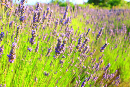 Lavender in field on Island Hvar in Croatiaの写真素材
