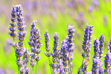 Lavender in field on Island Hvar in Croatiaの写真素材