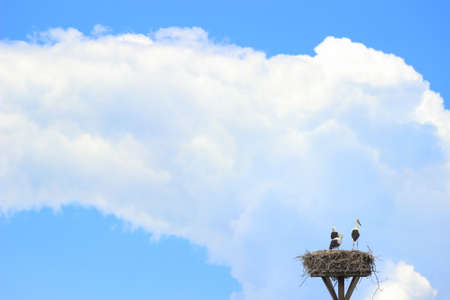 White storks in nest, storm cloud on blue sky in background