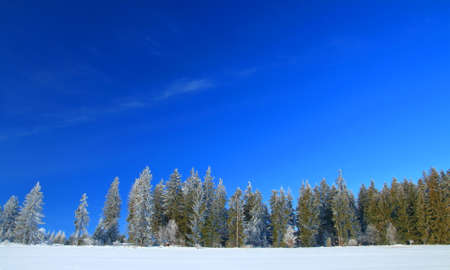 Winter landscape on mountain, frozen pine forest, Bosnia and Herzegovinaの写真素材