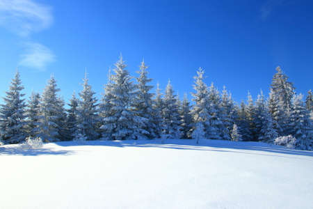 Winter landscape on mountain, frozen pine forest, Bosnia and Herzegovinaの写真素材