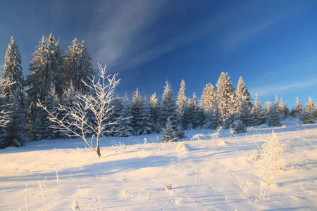 Winter landscapeの写真素材
