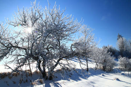 Cold morning, frozen trees, winter sunの写真素材