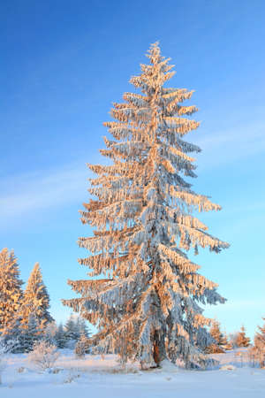 Pine tree in winterの写真素材