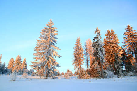 Forest in winter, blue sky in backgroundの写真素材