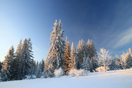 Forest in winter, blue sky in backgroundの写真素材