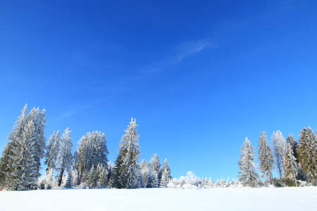 Forest in winter, blue sky in backgroundの写真素材